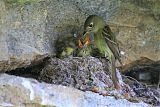 Cordilleran Flycatcher